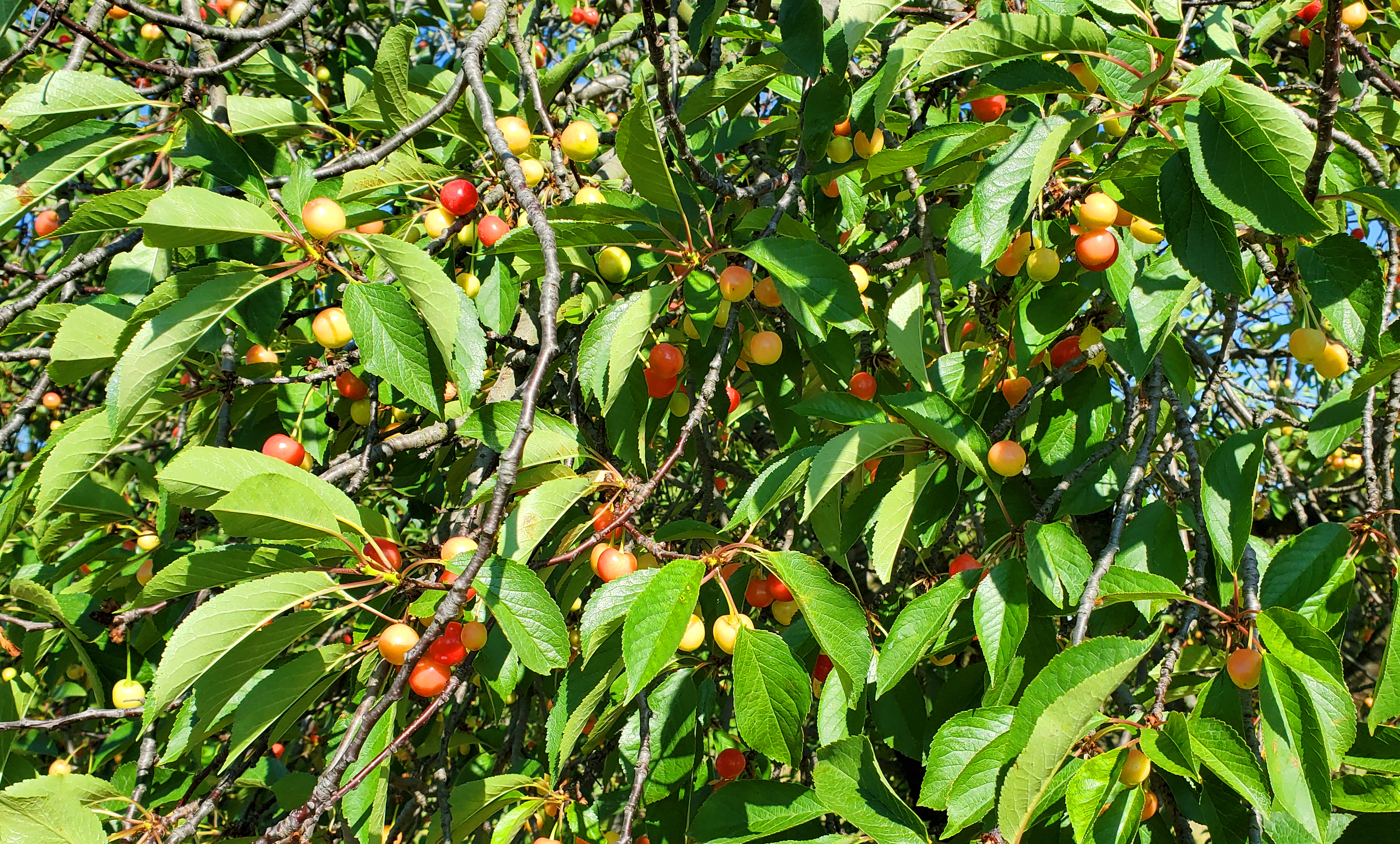 Tart cherries